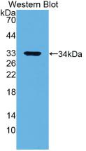 Western Blot;Sample:Recombinant ANXA5, Human