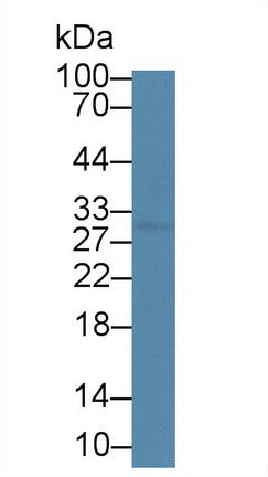 Western Blot; Sample: Human BXPC3 cell lysate; Primary Ab: 6µg/ml Mouse Anti-Porcine CP Antibody Second Ab: 0.2µg/mL HRP-Linked Caprine Anti-Mouse IgG Polyclonal Antibody