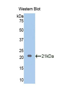 Western Blot; Sample: Recombinant protein.