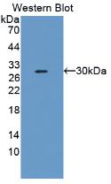 Western Blot; Sample: Recombinant PAI2, Rat.