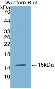Western Blot; Sample: Recombinant protein.