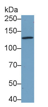 Western Blot; Sample: Recombinant EGF, Human.