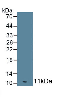 2',5'-Oligoadenylate Synthetase 1 (OAS1) Monoclonal Antibody, CAU30535