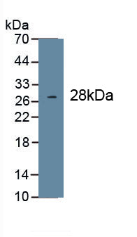 Collagen Type I Alpha 1 (COL1a1) Monoclonal Antibody, CAU30619