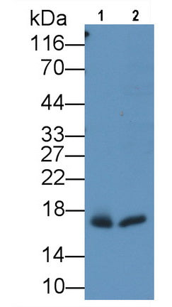 Myoglobin (MYO) Monoclonal Antibody, CAU30633