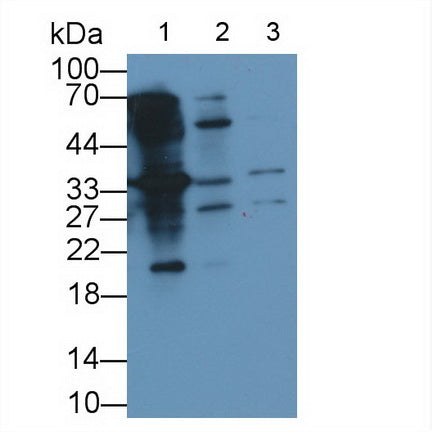 Programmed Cell Death Protein 1 Ligand 2 (PDL2) Monoclonal Antibody, CAU30670