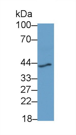 Renin (REN) Monoclonal Antibody, CAU30690