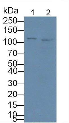 Complement Component 1, Q Receptor (C1qR1) Monoclonal Antibody, CAU30725