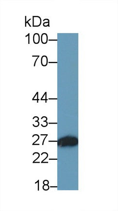 Azurocidin (AZU) Monoclonal Antibody, CAU30728