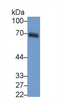Dystrophin (DMD) Monoclonal Antibody, CAU30730