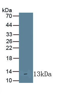 Interleukin 10 Receptor Alpha (IL10Ra) Monoclonal Antibody, CAU30734