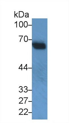 Interleukin 10 Receptor Alpha (IL10Ra) Monoclonal Antibody, CAU30735