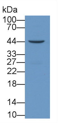 Vascular Endothelial Growth Factor 165 (VEGF165) Monoclonal Antibody, CAU30743