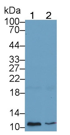Glycophorin A (GYPA) Monoclonal Antibody, CAU30744