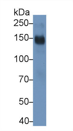 Cluster Of Differentiation (CD163) Monoclonal Antibody, CAU30745
