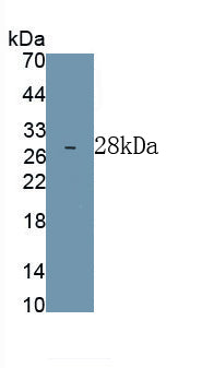 Cluster Of Differentiation 34 (CD34) Monoclonal Antibody, CAU30755