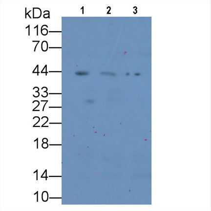 Syndecan 1 (SDC1) Monoclonal Antibody, CAU30756