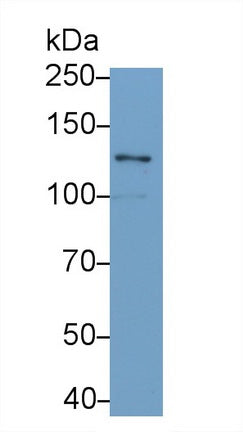 Laminin Gamma 2 (LAMC2) Monoclonal Antibody, CAU30769