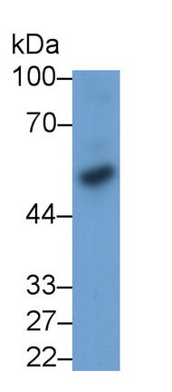 Bone Morphogenetic Protein 3 (BMP3) Monoclonal Antibody, CAU30772