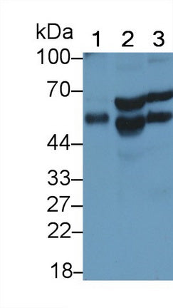 SMAD family member 3 (SMAD3) Monoclonal Antibody, CAU30774
