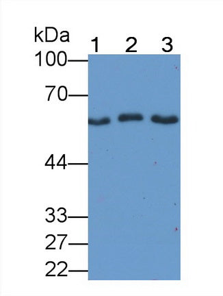 Mothers Against Decapentaplegic Homolog 2 (Smad2) Monoclonal Antibody, CAU30775