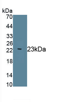 Mesencephalic Astrocyte Derived Neurotrophic Factor (MANF) Monoclonal Antibody, CAU30778