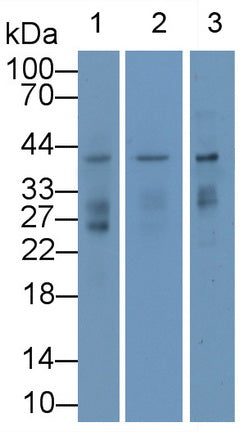 Renalase (RNLS) Monoclonal Antibody, CAU30792