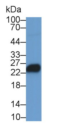 T-Cell Surface Glycoprotein CD3 Epsilon (CD3e) Monoclonal Antibody, CAU30802