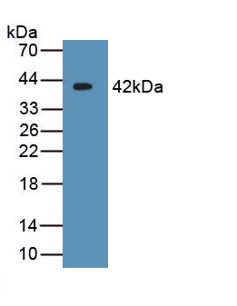 Crystallin Lambda 1 (CRYl1) Monoclonal Antibody, CAU30821