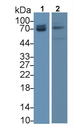 Lamin A/C (LMNA) Monoclonal Antibody, CAU30823