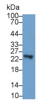 Sclerostin Domain Containing Protein 1 (SOSTDC1) Monoclonal Antibody, CAU30827