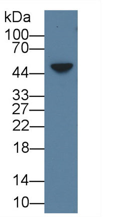 Western Blot; Sample: Mouse Skin lysate;  Primary Ab: 1µg/ml Rabbit Anti-Mouse AREG Antibody Second