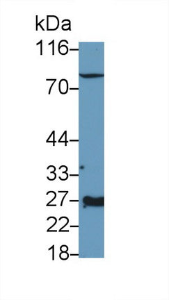 Western Blot; Sample: Caprine Kidney lysate Primary Ab: 0.3µg/ml Rabbit Anti-Canine EPO Antibody Second Ab: 0.2µg/mL HRP-Linked Caprine Anti-Rabbit IgG Polyclonal Antibody 