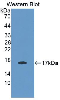 E-selectin Polyclonal Antibody, CAU30865