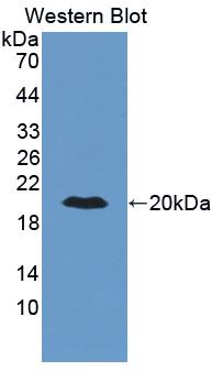 Interferon Alpha (IFNa) Polyclonal Antibody, CAU30869