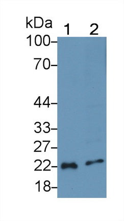 Interleukin 18 (IL18) Polyclonal Antibody, CAU30900
