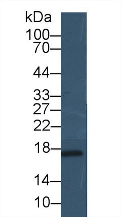 Leptin (LEP) Polyclonal Antibody, CAU30923