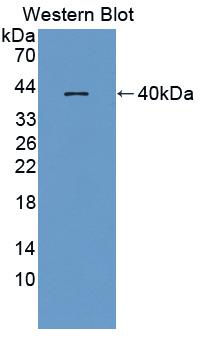 Macrophage Inflammatory Protein 1 Beta (MIP1b) Polyclonal Antibody, CAU30933