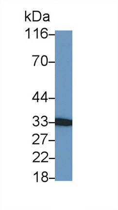 Nerve Growth Factor (NGF) Polyclonal Antibody, CAU30941