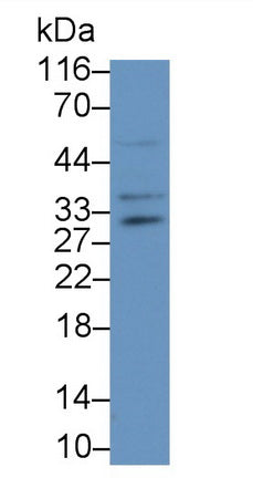 Nerve Growth Factor (NGF) Polyclonal Antibody, CAU30944