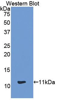 Monocyte Chemotactic Protein 4 (MCP4) Polyclonal Antibody, CAU30988