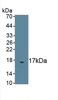 Transforming Growth Factor Beta 2 (TGFb2) Polyclonal Antibody, CAU30991