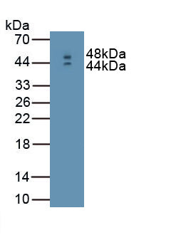 Interferon Beta (IFNb) Polyclonal Antibody, CAU30997