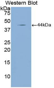 Atrial Natriuretic Peptide (ANP) Polyclonal Antibody, CAU31001