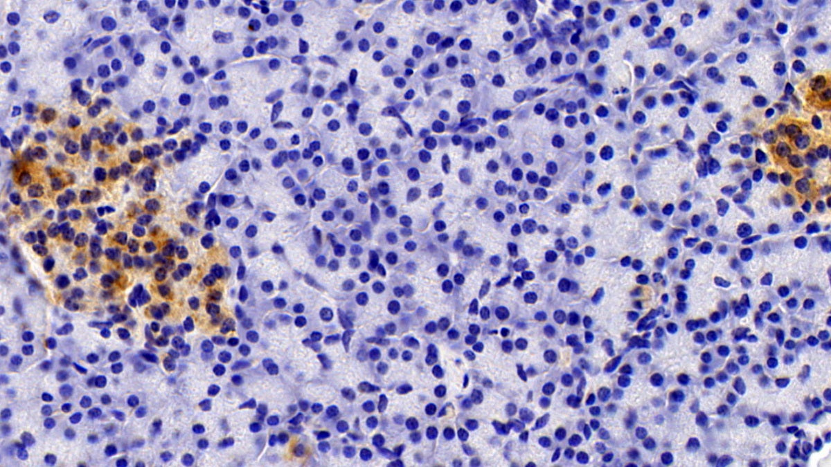 DAB staining on IHC-P; Samples: Porcine Pancreas Tissue;  Primary Ab: 10μg/ml Rabbit Anti-Porcine AMH Antibody Second Ab: 2µg/mL HRP-Linked Caprine Anti-Rabbit IgG Polyclonal Antibody 
