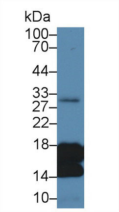 Histone H3 (H3) Polyclonal Antibody, CAU31026