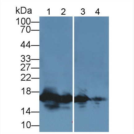 Histone H3 (H3) Polyclonal Antibody, CAU31027