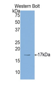 Histone H4 (H4) Polyclonal Antibody, CAU31028