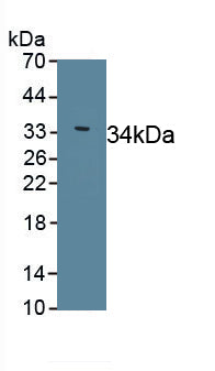 Sarcolipin (SLN) Polyclonal Antibody, CAU31590