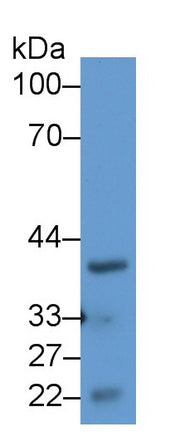 Surfeit 1 (SURF1) Polyclonal Antibody, CAU31594